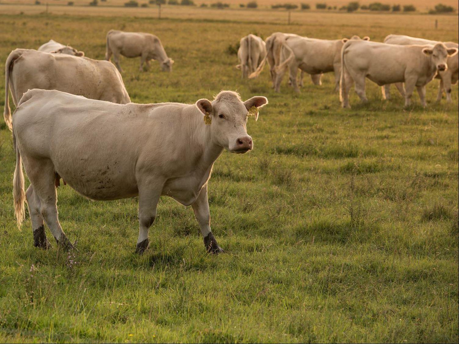 Agricultural Pasture